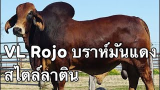 EP18-VL ROJO - วีแอลโรโจบราห์มันแดงสไตล์ลาติน