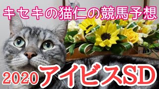 アイビスＳＤ2020　キセキの猫仁の競馬予想