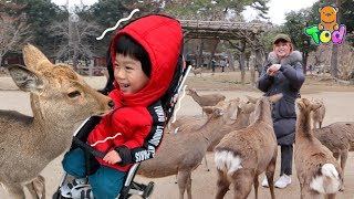 小陶德被好多鹿包圍🦌好可怕好好玩！ 學習自己做壽司！Osaka Deers Park | 沛莉 玩具開箱