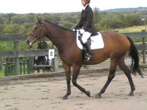 Me & Pheebs Winning Intro B Dressage Test With 67.69% - YouTube