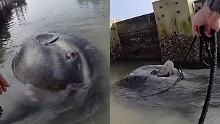 Deputy Frees Ocean Sunfish That Got Stuck in Shallow Water