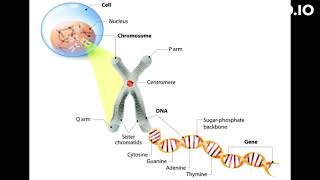 what is cytogenetics