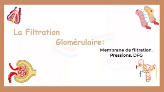 La Filtration Glomérulaire: Membrane De Filtration, Pressions et DFG-Système Urinaire