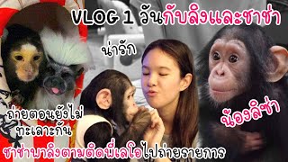 VLOG 1 วันของลิงกับช่า !! เจอน้องลิซ่า ลิงเน็ตไอด้อล !!! 🐵🎉