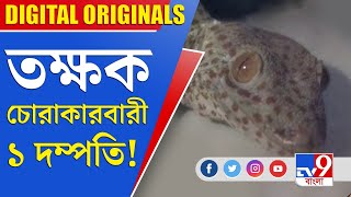 Tokay Gecko in Rishra: তক্ষক চোরাকারবারী ১ দম্পতি!