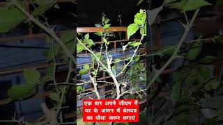 एक बार अपने जीवन मैं घर के आंगन मैं बेलपत्र का पौधा जरूर लगाएं #plants #gardening #vastu #upay