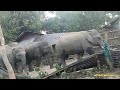 baby elephants are afraid of fighting 😱🤬 60 wild elephant herd crossing village 🐘💞