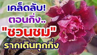 รู้แบบนี้!ทำตั้งนานแล้ว เปลี่ยนกิ่ง #ชวนชม ยาวๆ ให้มีค่า #adenium