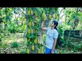 The amazing  Baby jackfruit | Baby jackfruit biriyani  | Nature village life |