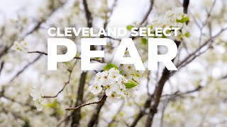 Cleveland Select Pear: Tree Of The Week