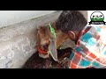 कैसे होती है गाय की डिलीवरी इस बात का ध्यान रखना cow delivery information mob 9815786315