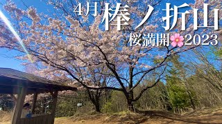 ■棒ノ折山(棒ノ嶺) 行くならこのタイミング‼︎山頂の桜は満開🌸2023【日帰り登山】[4K]