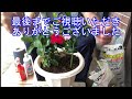 【花】マンデビラの育て方・植え付け