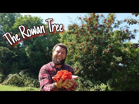 Do Rowan trees spread?