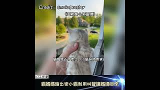 【母愛的力量】貓媽媽跑出街小貓利用叫聲讓媽媽回來