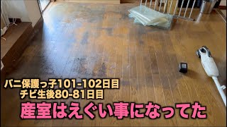 チビたちの産室を掃除したら・・【バニ保護っ子101 102日目】