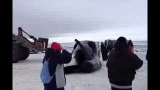 Fall 2013 Whaling in Barrow, Alaska