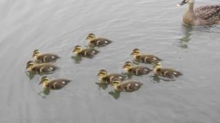 2016.6.8【千波公園（水戸市）】カルガモの親子