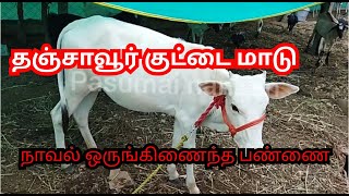 தஞ்சாவூர் குட்டை மாடு | naval farms| பசுமை நண்பன்