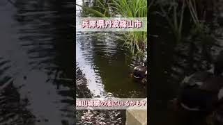 篠山城跡南堀のカモ🦆