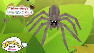 Facts about Spiders | Ferne \u0026 Rory's Teeny Tiny Creatures | CBeebies