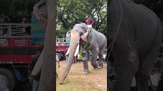 625)ആന 🐘 elephant video Sree Vadakkumnathan Temple