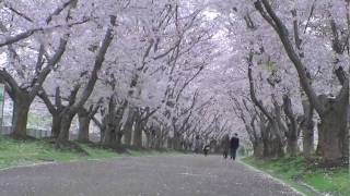 戸田記念墓地公園の桜