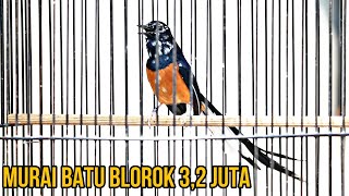 stok 4 ekor murai batu murah banyak tembakan ❗oxivoice