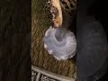 leopard slugs mating