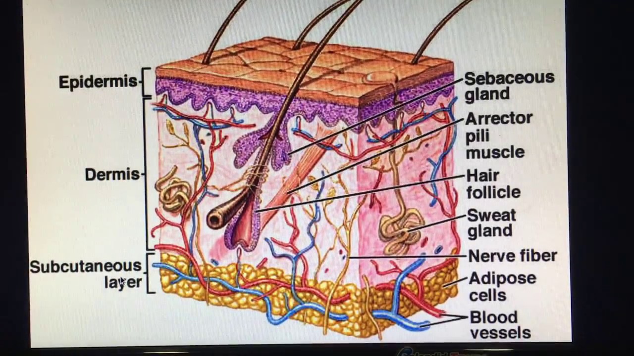 Epidermis Structure Cell And Layers Of A Human Skin