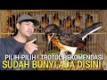 UPDATE HARGA ! MURAI TROTOL REKOMENDASI SUDAH BUNYI MURAH BUKAN DI PASAR BURUNG PRAMUKA HARI INI