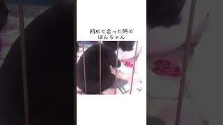 愛犬と初めて会った時の動画　当時2ヶ月の天使だったぼんちゃん【ボストンテリア】