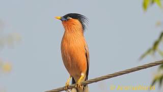 Sound Of Brahminy starling (Myna)