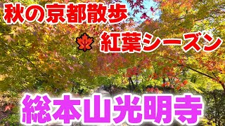 2024年11月14日京都紅葉🍁シーズンぶらり歩き 「総本山光明寺」Sohonzan Komyoji Temple 【4k】