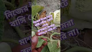 নিজের টবের গাছে বাঙ্গি পেঁকে  ফেটে গেছে মাশাল্লাহ..আমরা বলতে ও পারি না। #gardening #talhasrooftopga