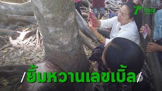 เลขเด็ดที่คำชะโนด คอหวยยืนมองที่ต้นมะเดื่อยักษ์ ส่องชัดๆ เห็นเลขเบิ้ล | Thairath Online