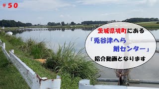 茨城県境町にある『兎谷津へら鮒センター』紹介動画＃50