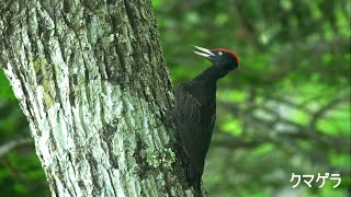 北海道・夏の鳥【クマゲラ・ノゴマ・ツメナガセキレイ・オオジシギ・・・】