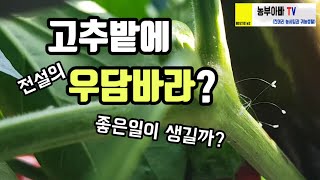 탄저병 없는 고추밭에 전설의 우담바라?