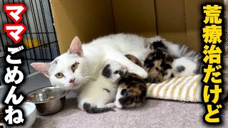 生後11日の子猫の目脂が深刻なので獣医師に相談し引越しまで完了しました