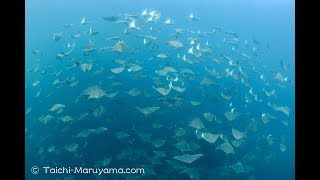 エイの超大群の中に入って一緒に泳いだシーン！／Giant School of Mobula Ray