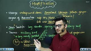 L2: Stem & its Modifications | Morphology in Flowering Plants | 11th Class Biology ft Hyperbiologist