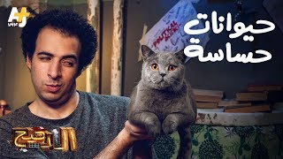 الدحيح - حيوانات حساسة