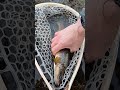 $.60 hunk of steel lure slays voracious brown trout on famed fly river. trout fishingtips fishing