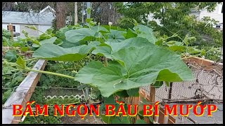 BẤM NGỌN BẦU, BÍ, MƯỚP CHO NHIỀU QUẢ