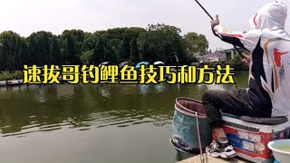 速拔哥钓鲤鱼技巧和方法，黑坑钓鲤鱼小绝招，钓回锅鱼的正确方法