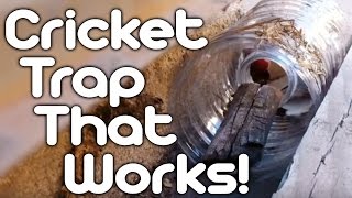 Cricket trap that works!