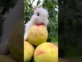 小兔子在桃园吃桃子 萌宠出道计划 兔子bunny eats peaches in taoyuan meng chong debut plan bunny