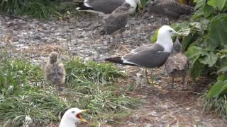 【4K】某テレビ局で放送した ﾆｬｰﾆｬｰのウミネコ達 ／Japanese black-tailed gull 🗾 in 小樽 Part2