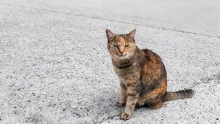 猫島で防波堤に座ると猫が隣に座ってきた